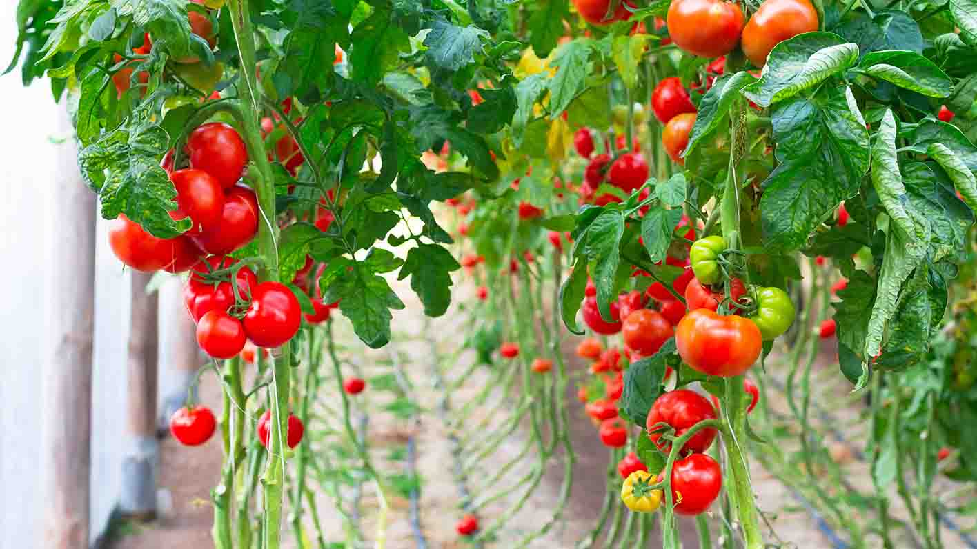 tomato vines ready for harvesting