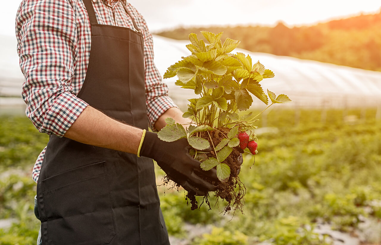 Man with strawberry plant communicating the UK and EU Common Sanitary and Phytosanitary Agreement