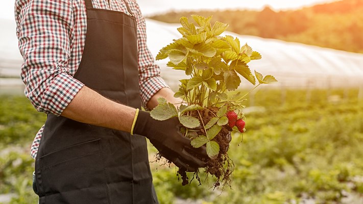 Man with strawberry plant communicating the UK and EU Common Sanitary and Phytosanitary Agreement