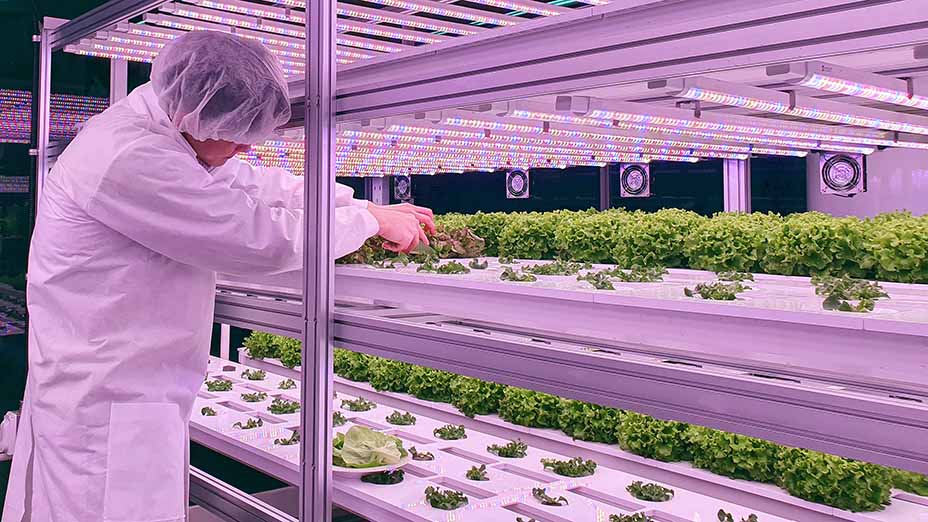Indoor Vertical farm researcher takes care of vegetables