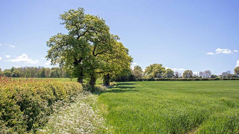 Summertime fields and hedgerows Card
