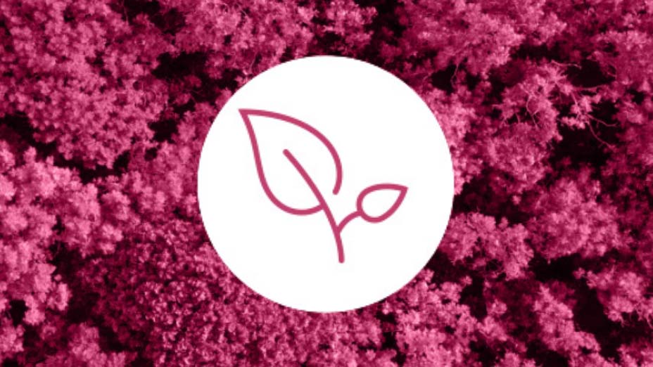 Icon of leaf in pink over pink-washed image of tree tops
