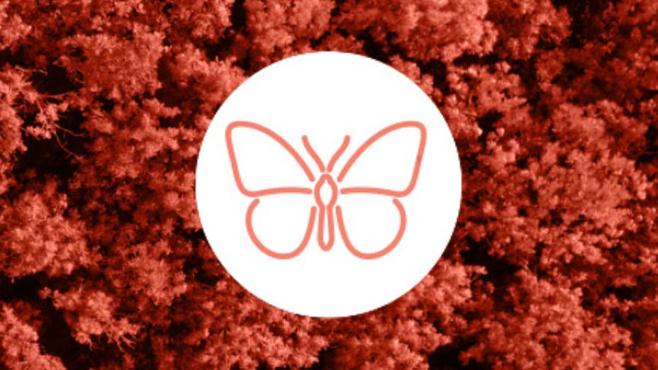 Butterfly icon in orange over orange-washed image of tree tops