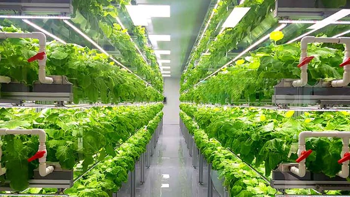 Plant vertical farms, indoors and lined up either side of a pathway