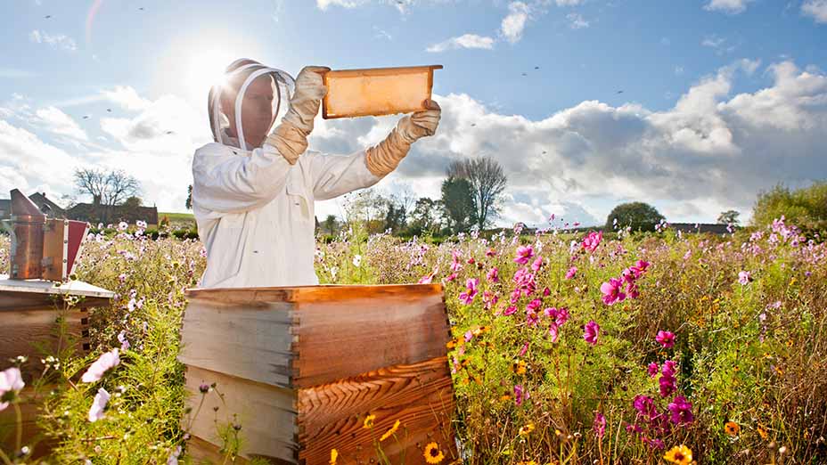 Hooded beekeeper holding a beehive frame filled with honey against the sunlight in a field full of flowers