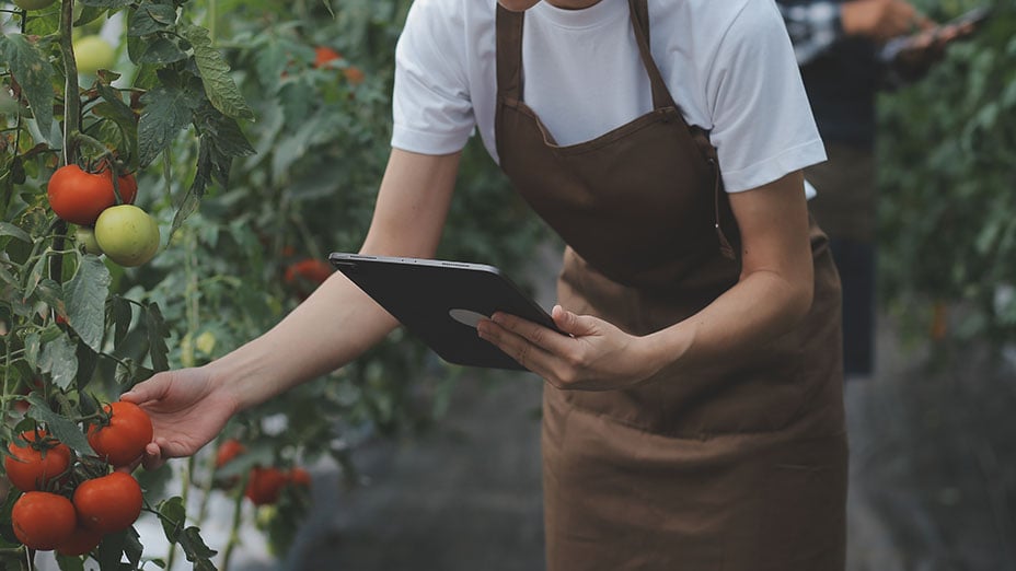 In an industrial greenhouse two agricultural engineers test plants' health and analyse data