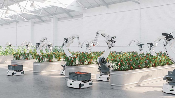 Robots harvesting vegetables in automated modern greenhouse
