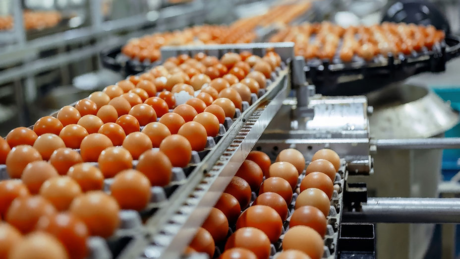 An industrial production line for brown chicken eggs