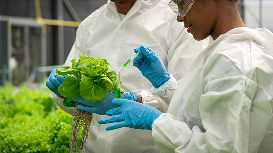 Two scientists holding a lettuce and drpping solution to research hydroponic vegetables