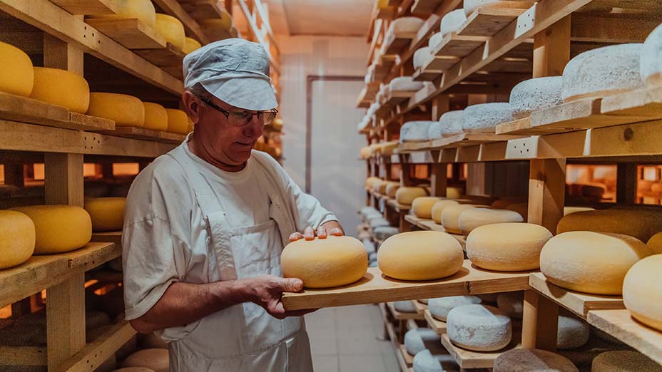 A worker at a cheese factory sorting freshly processed cheese on drying shelves