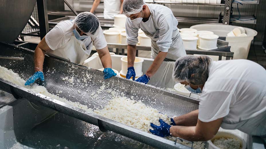 Workers in cheese and milk dairy production factory