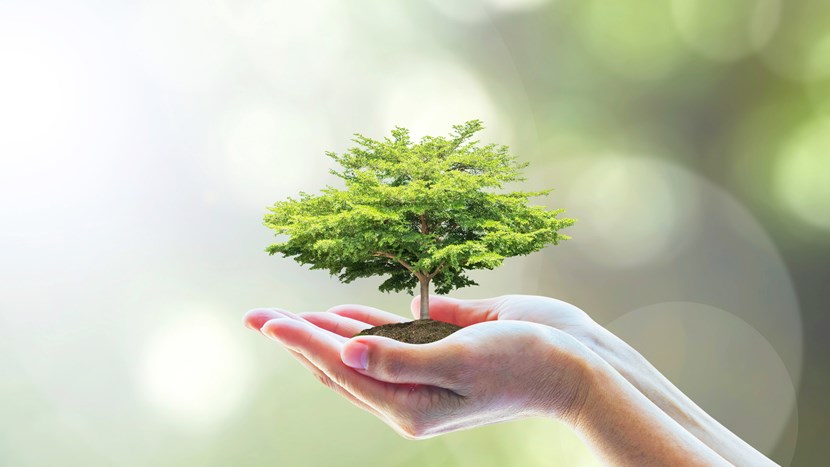 Saving the world with tree planting
