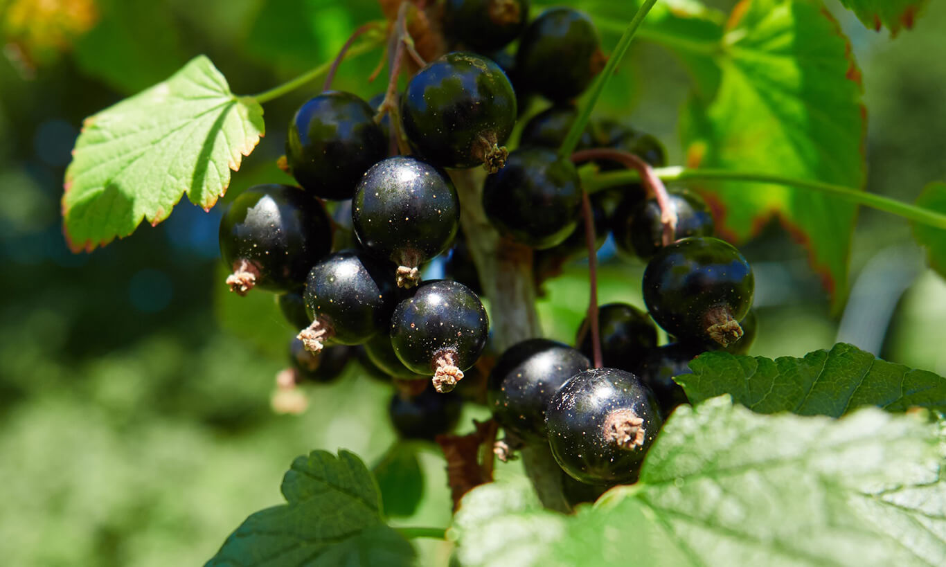 Organic Products: Regulations, Labelling and Trade