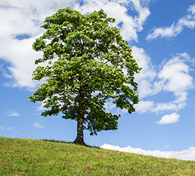 air quality tree