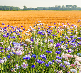natural capital