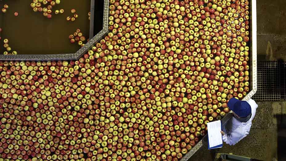 apple processing factory