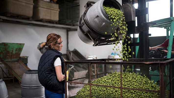 Forklift depositing olives from barrel to cage