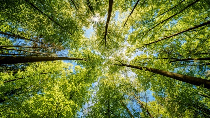 Observing the sun peeking through the trees in a forest