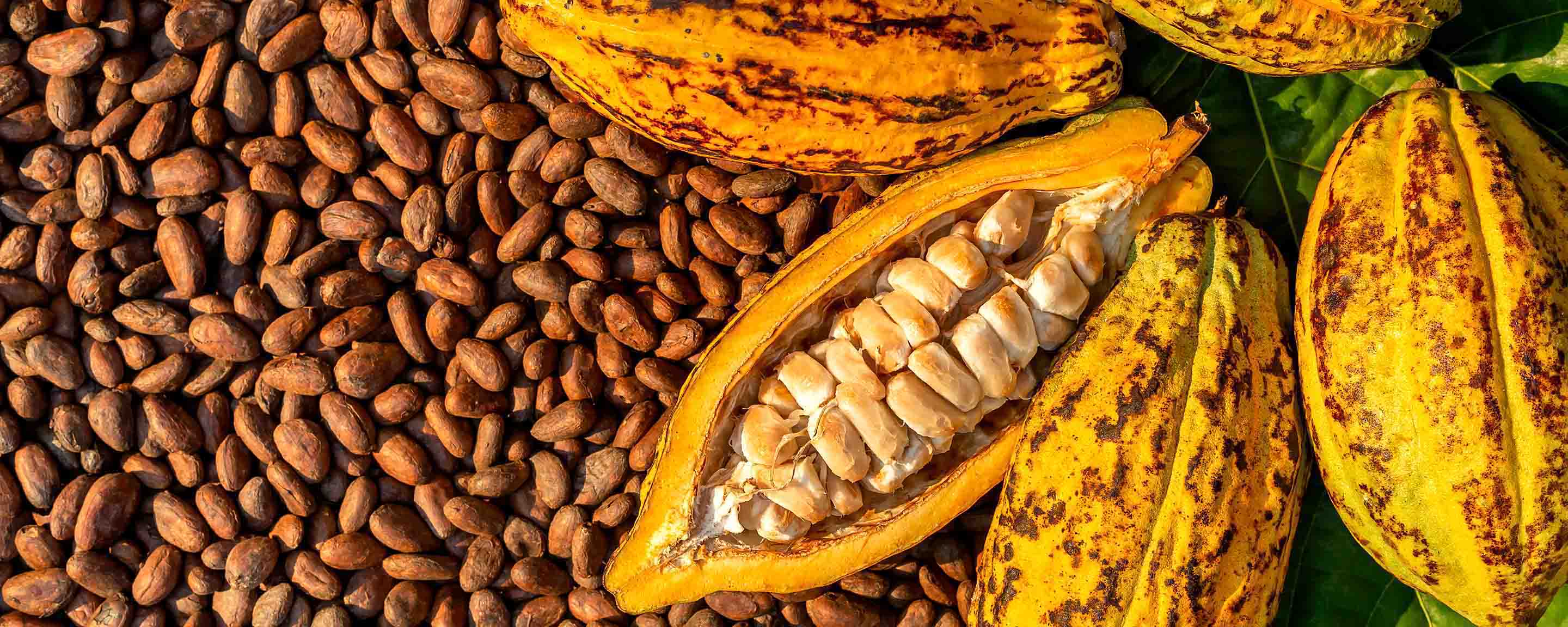 Cocoa Beans and Cocoa Fruits