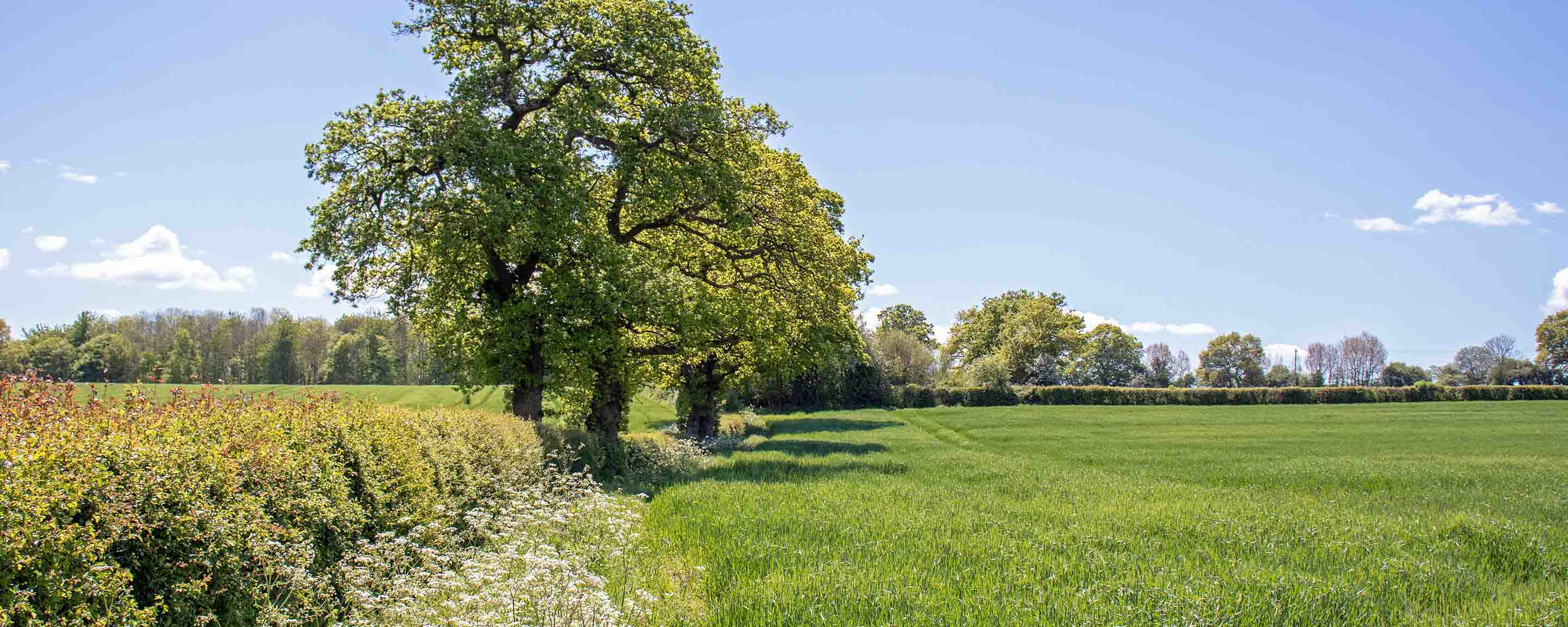 Summertime fields and hedgerows