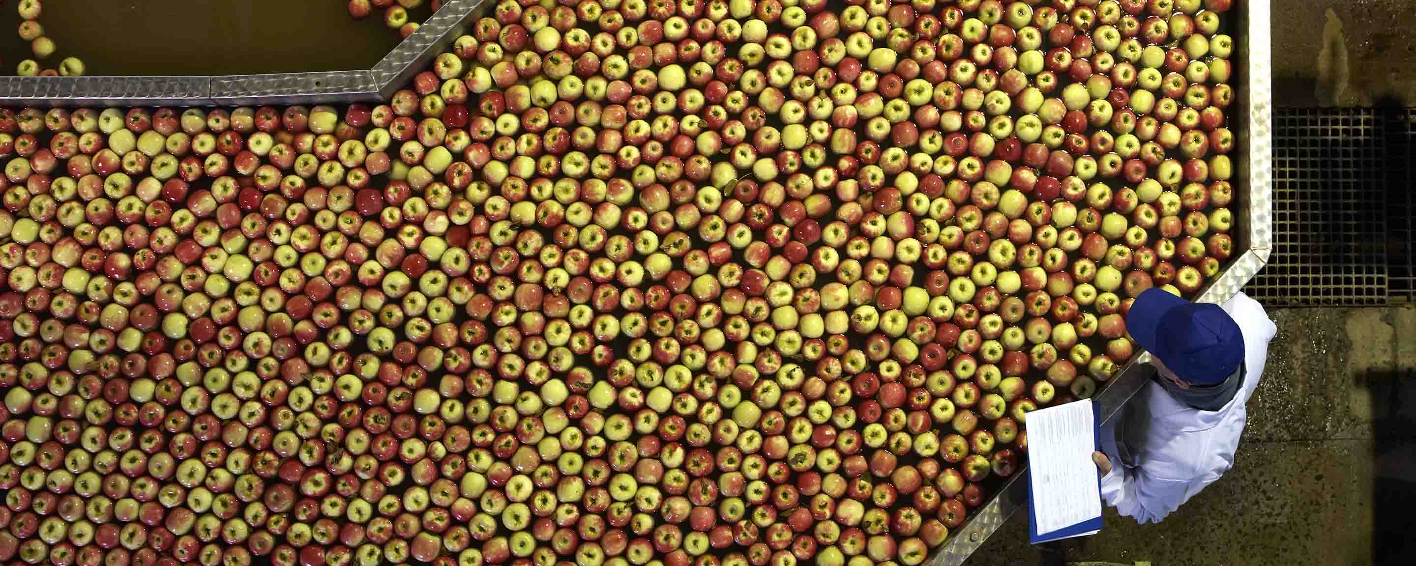 apple processing factory