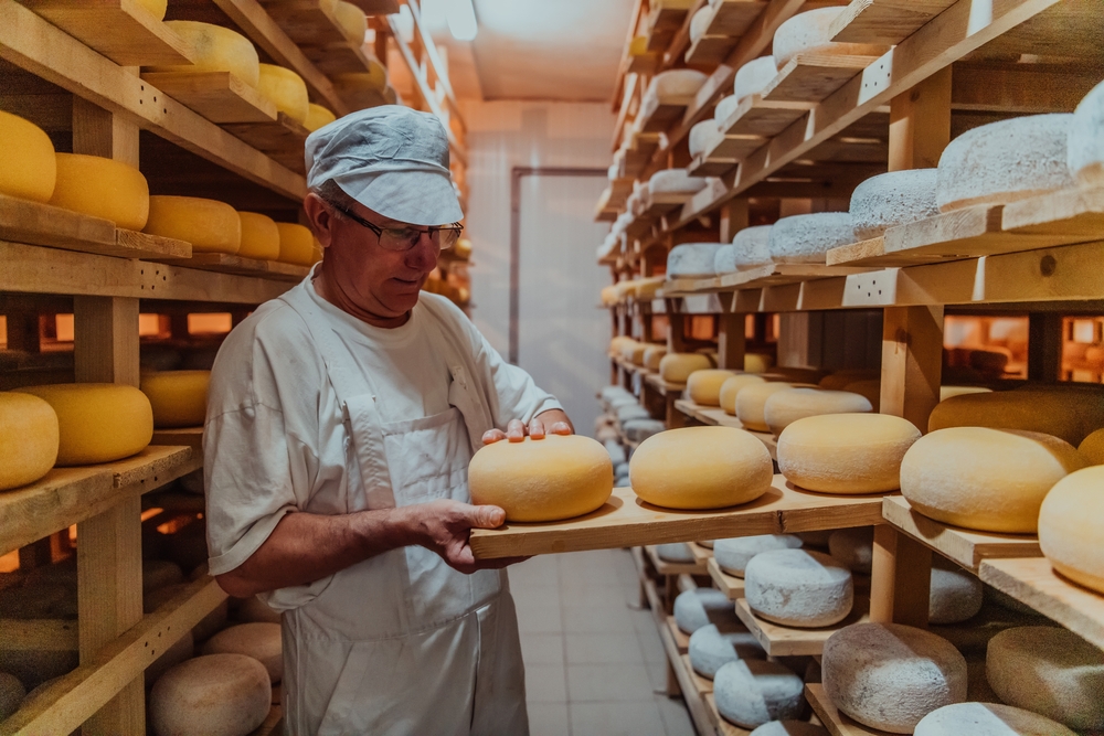 worker at cheese factory sorting freshly processed cheese